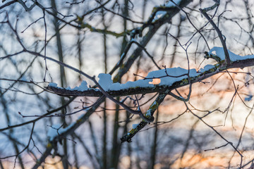 Snowy Tree at Sunrise with Pink and Blue Sky