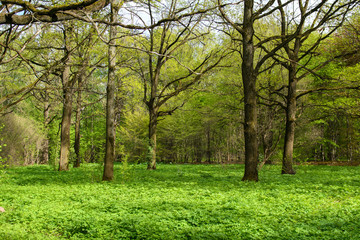 Fototapeta na wymiar Spring in the forest. Young leaves bloom in the trees. Sunny spring day. Deciduous forest in a meadow lit by the sun.
