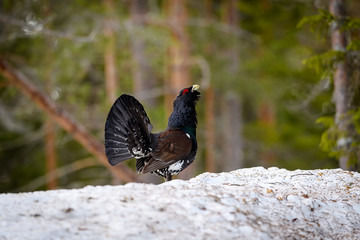 Western Capercaillie (Tetrao Urogallus) Wood Grouse at lek during the courting season