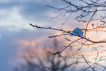 Fototapeta na wymiar Snowy Tree at Sunrise with Pink and Blue Sky