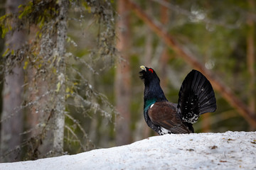 Western Capercaillie (Tetrao Urogallus) Wood Grouse at lek during the courting season
