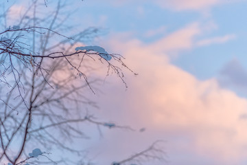 Snowy Tree at Sunrise with Pink and Blue Sky