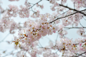 A pale pink branch of blooming sakura against the background of a soft blue sky and flowering branches. Close-up. Concept. Background.