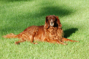 Old irish setter lying on the grass
