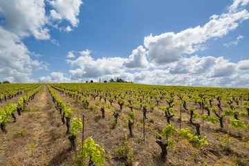 Paysage du vignoble