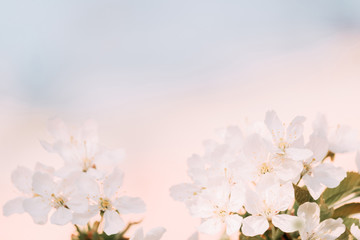 Cherry blossom closeup, beautiful spring blurred background.