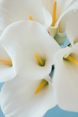 Close up of calla lily