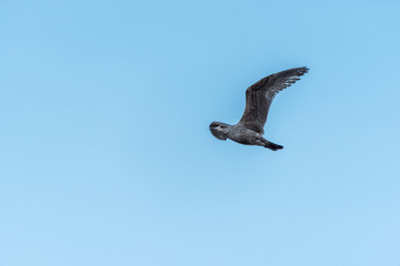 Seagull Flying with Wings outstretched