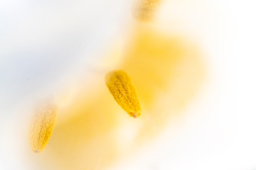 Pistil of a white tulip with yellow pollen