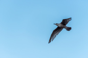Seagull Flying with Wings outstretched