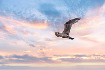 Seagull Flying with Wings outstretched At Sunrise