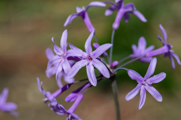 Close up of a small purple flower in the garden outdoors