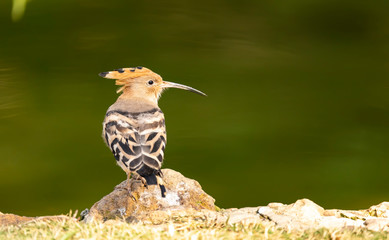 Eurasian Hoopoe or Upupa epops, beautiful brown bird perching on a rock.