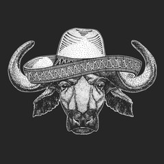 Portrait of buffalo, bison, bull, cow. Sombrero is traditional mexican hat. Mexico. Face of animal.