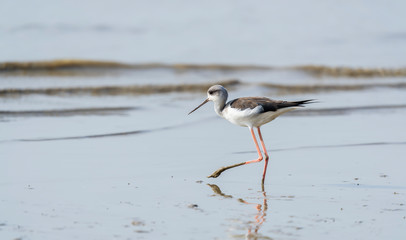 Black-Winged Stilt in Shallow Water (Himantopus himantopus) Wader Bird Stilt
