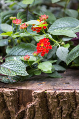 Lantana or Spanish flag (in german Wandelröschen) Lantana