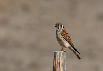 A Beautiful Female American Kestrel Perched on a Fence Post on a Spring Morning
