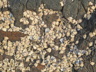 Natural texture of coral stone rocks near the sea shore close up