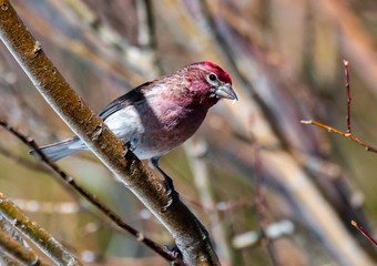 Male Cassin's Finch Perched on a Tree Branch in the Mountains