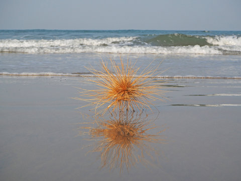 Spinifex sericeus is a hedgehog-like plant on a sandy beach