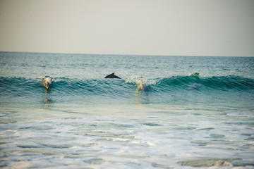 Breaking wave with dolphins surfing and playing