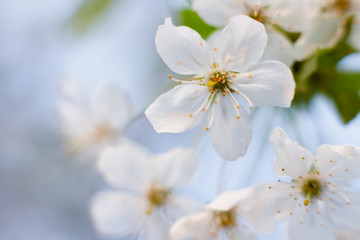 Fototapeta na wymiar Cherry blossom closeup, beautiful spring blurred background.