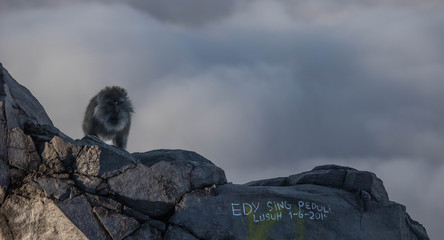 singe Indonésie volcan 