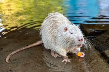 Weißer Nutria an der Nidda in Frankfurt-Rödelheim