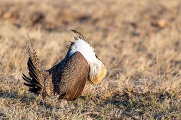 A Male Greater sage-grouse with Inflated Gular Sacs at Lek on a Spring Morning