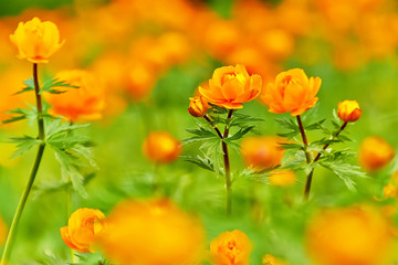 Obraz premium Spring Meadow Globeflowers