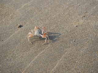 Sand crab on the beach close up in the morning