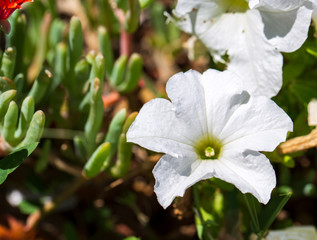 white and purple flower