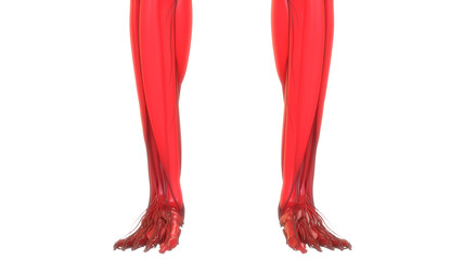 Obraz na płótnie Canvas Human Body Muscular System Anatomy 3d rendering 
