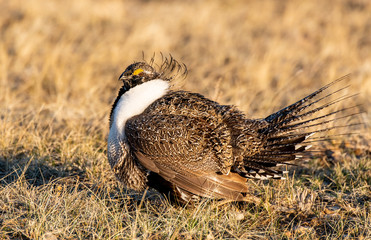 A Male Greater sage-grouse on Lek on a Spring Morning