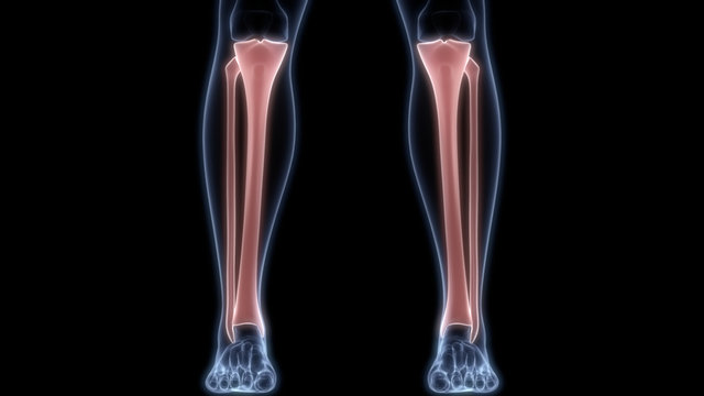 Tibia and Fibula Joints of Human Skeleton System Anatomy 3D Rendering
