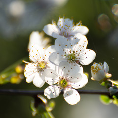 beautiful closeup of cherry blossom in morning sun