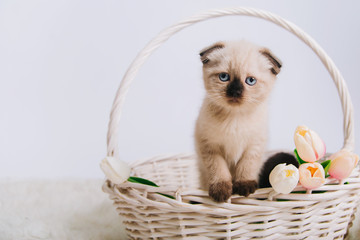 Fototapeta na wymiar Cute siamese kitten is sitting in a white basket with spring flowers. Fold cat on a white background. Color point cat studio photo