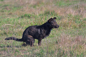 Terrier is hunting. Medium dog. Brown young dog. Hunting dog. Brown dog tracks prey.
