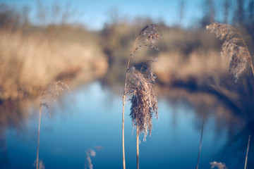 Obraz premium Beautiful relaxing morning mood in the nature on a lake