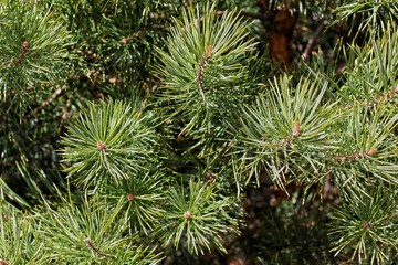 Fresh cones on dwarf spruce in the valley 