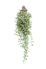 Dischidia ruscifolia or dave plant hanging from the log isolated on white background included clipping path.