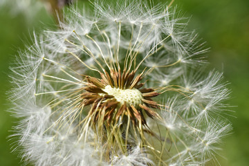 Dandelion seeds background. Little fluffy white Dandelion in the meadow