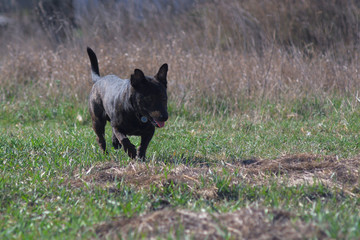 Obraz na płótnie Canvas Terrier is hunting. Medium dog. Brown young dog. Hunting dog. Brown dog tracks prey.