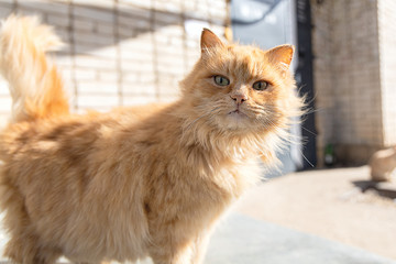 Red street cat looks at the viewer. Cute ginger cat looks in the eyes