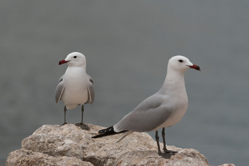 Pareja de gaviotas