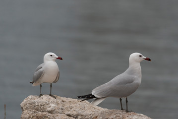 Fototapeta premium Gaviotas