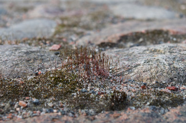 lichen on the stone