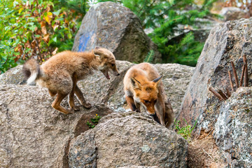 Cute Red Fox, Vulpes vulpes in fall forest. Beautiful animal in the nature habitat. Wildlife scene from the wild nature. Red fox running in orange autumn leaves
