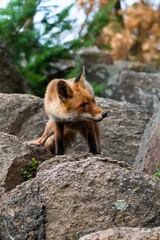 Cute Red Fox, Vulpes vulpes in fall forest. Beautiful animal in the nature habitat. Wildlife scene from the wild nature. Red fox running in orange autumn leaves