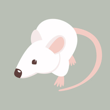 cartoon white rat  mouse, vector illustration